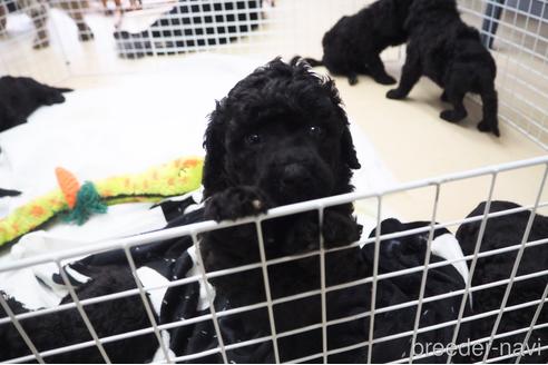 成約済の東京都のミックス犬-140448の16枚目