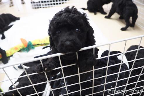 成約済の東京都のミックス犬-140448の13枚目