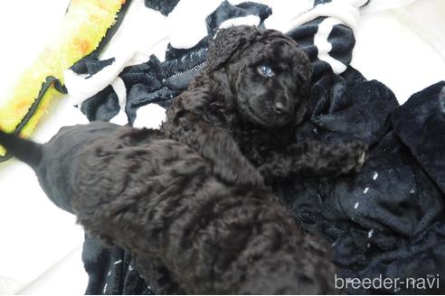 成約済の東京都のミックス犬-140448の8枚目