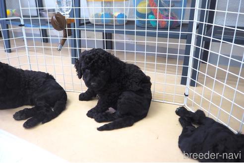 成約済の東京都のミックス犬-140448の3枚目