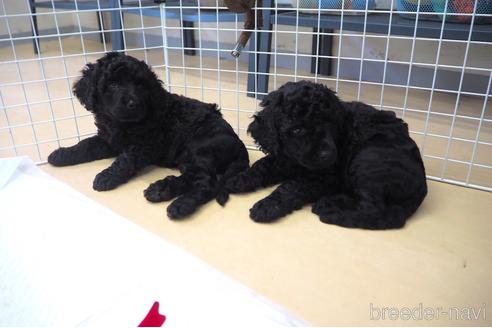 成約済の東京都のミックス犬-140448の4枚目