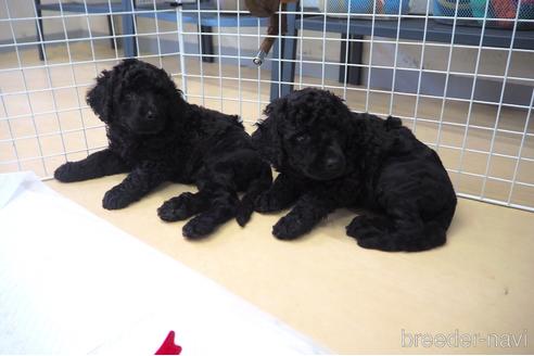 成約済の東京都のミックス犬-140448の5枚目