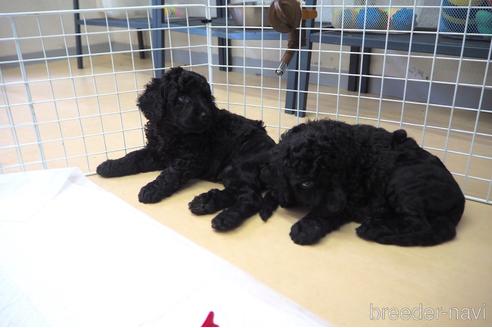 成約済の東京都のミックス犬-140448の7枚目
