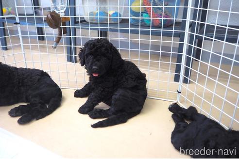 成約済の東京都のミックス犬-140448の2枚目