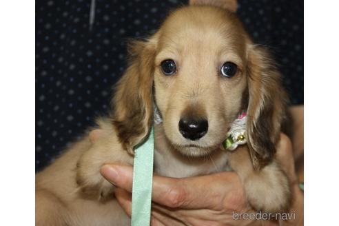 成約済の福岡県のミニチュアダックスフンド(ロングヘアード)-140557の1枚目