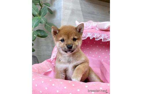 成約済の大阪府の柴犬-140566の1枚目