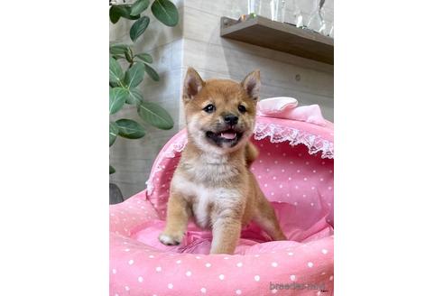成約済の大阪府の柴犬-140566の4枚目