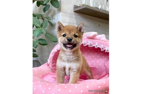 成約済の大阪府の柴犬-140566の3枚目