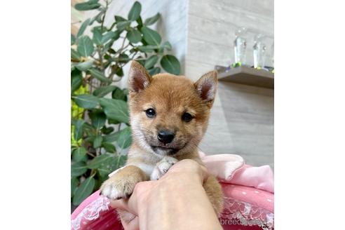 成約済の大阪府の柴犬-140566の2枚目