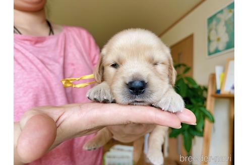 成約済の岐阜県のゴールデンレトリーバー-140577の3枚目