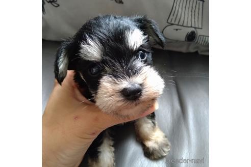 成約済の北海道のミニチュアシュナウザー-140620の1枚目