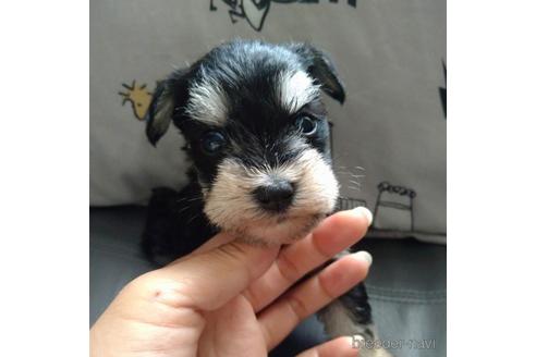 成約済の北海道のミニチュアシュナウザー-140620の5枚目