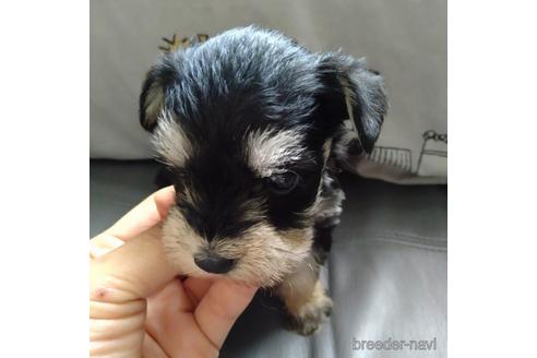 成約済の北海道のミニチュアシュナウザー-140620の4枚目