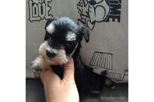 成約済の北海道のミニチュアシュナウザー-140620の3枚目