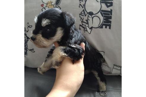 成約済の北海道のミニチュアシュナウザー-140620の2枚目