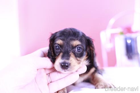 成約済の愛知県のミニチュアダックスフンド(ロングヘアード)-139094の5枚目