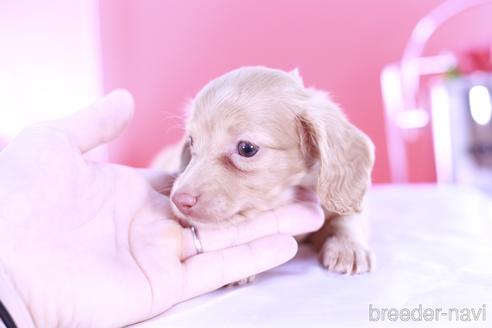 成約済の愛知県のミニチュアダックスフンド(ロングヘアード)-139089の2枚目