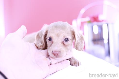 成約済の愛知県のミニチュアダックスフンド(ロングヘアード)-139089の1枚目