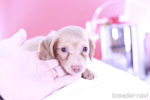 成約済の愛知県のミニチュアダックスフンド(ロングヘアード)-139089の3枚目