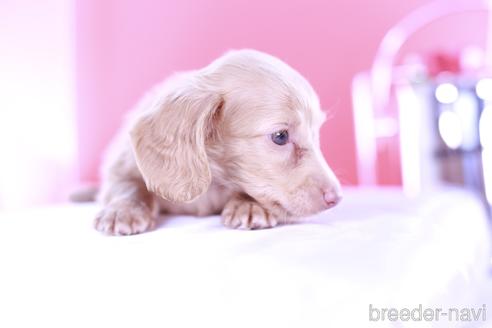 成約済の愛知県のミニチュアダックスフンド(ロングヘアード)-139089の4枚目