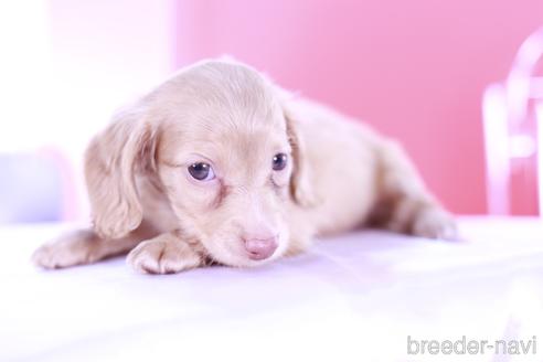 成約済の愛知県のミニチュアダックスフンド(ロングヘアード)-139089の5枚目