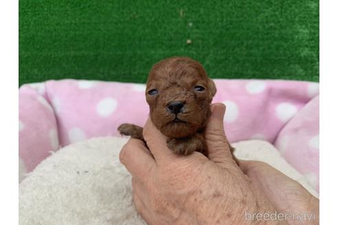 成約済の福岡県のティーカッププードル-140652の1枚目