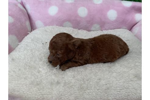 成約済の福岡県のティーカッププードル-140652の2枚目