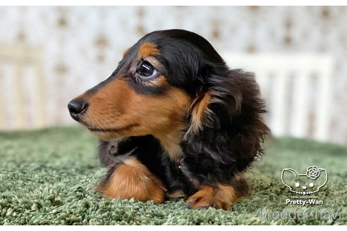 成約済の愛知県のミニチュアダックスフンド(ロングヘアード)-136706の6枚目