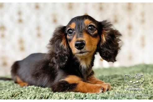 成約済の愛知県のミニチュアダックスフンド(ロングヘアード)-136706の2枚目