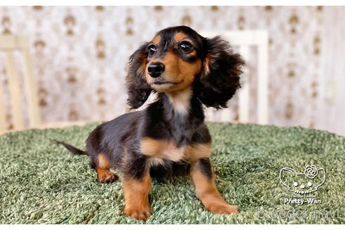 成約済の愛知県のミニチュアダックスフンド(ロングヘアード)-136706の4枚目