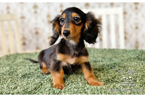 成約済の愛知県のミニチュアダックスフンド(ロングヘアード)-136706の5枚目