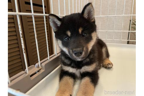 成約済の兵庫県の柴犬-140597の5枚目