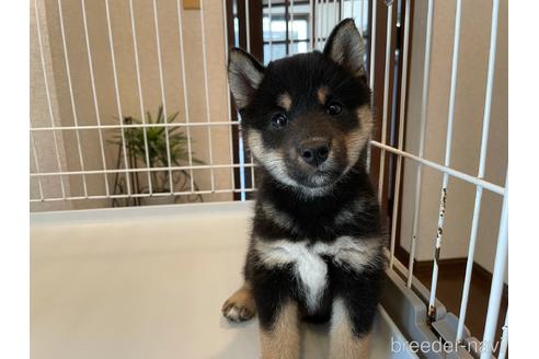 成約済の兵庫県の柴犬-140597の4枚目