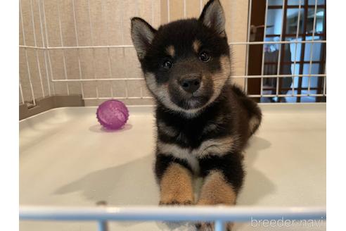 成約済の兵庫県の柴犬-140597の3枚目
