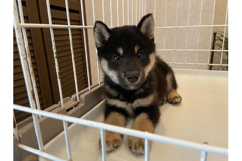 成約済の兵庫県の柴犬-140597