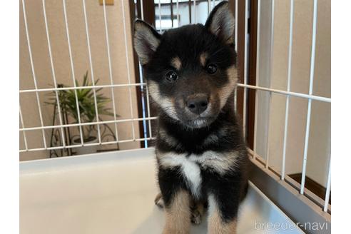 成約済の兵庫県の柴犬-140597の2枚目
