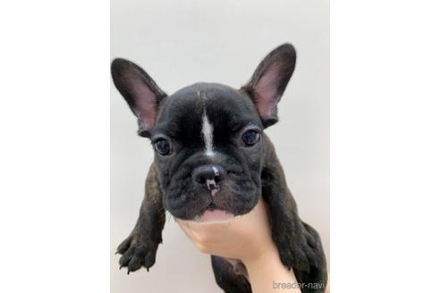 成約済の東京都のフレンチブルドッグ-140695の1枚目