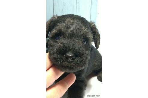 成約済の香川県のミニチュアシュナウザー-140781の4枚目