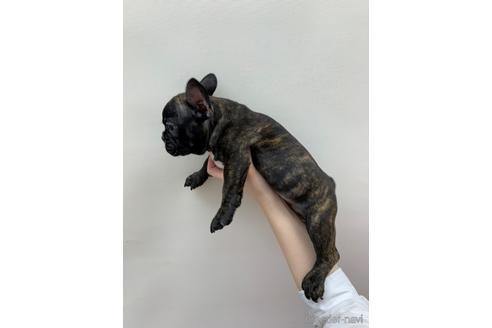 成約済の東京都のフレンチブルドッグ-140695の4枚目