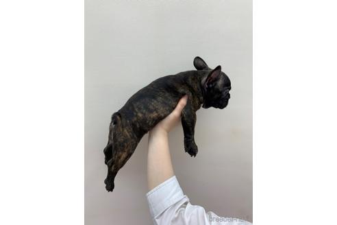 成約済の東京都のフレンチブルドッグ-140695の3枚目