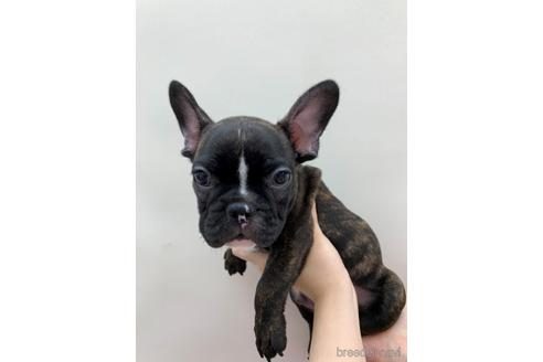 成約済の東京都のフレンチブルドッグ-140695の2枚目