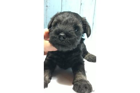 成約済の香川県のミニチュアシュナウザー-140781の3枚目