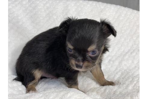 成約済の京都府のチワワ(ロングコート)-140727の2枚目