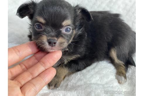 成約済の京都府のチワワ(ロングコート)-140727の3枚目