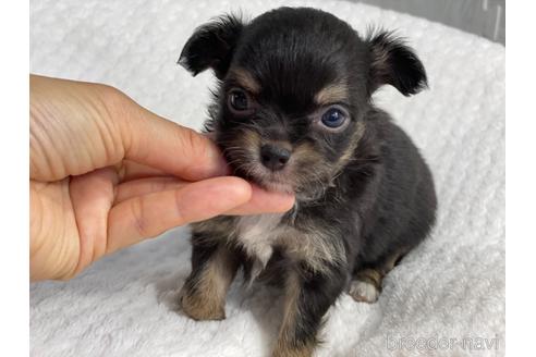 成約済の京都府のチワワ(ロングコート)-140727の1枚目