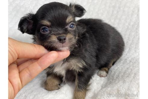 成約済の京都府のチワワ(ロングコート)-140727の5枚目