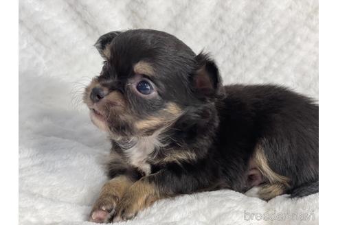 成約済の京都府のチワワ(ロングコート)-140727の6枚目