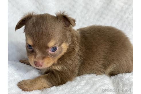 成約済の京都府のチワワ(ロングコート)-141187の2枚目