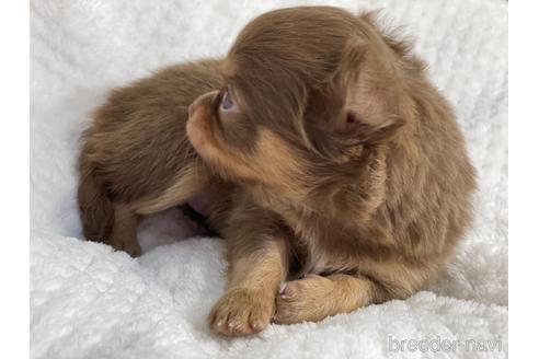 成約済の京都府のチワワ(ロングコート)-141187の3枚目
