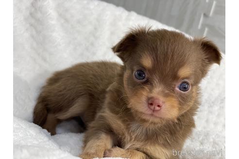 成約済の京都府のチワワ(ロングコート)-141187の4枚目